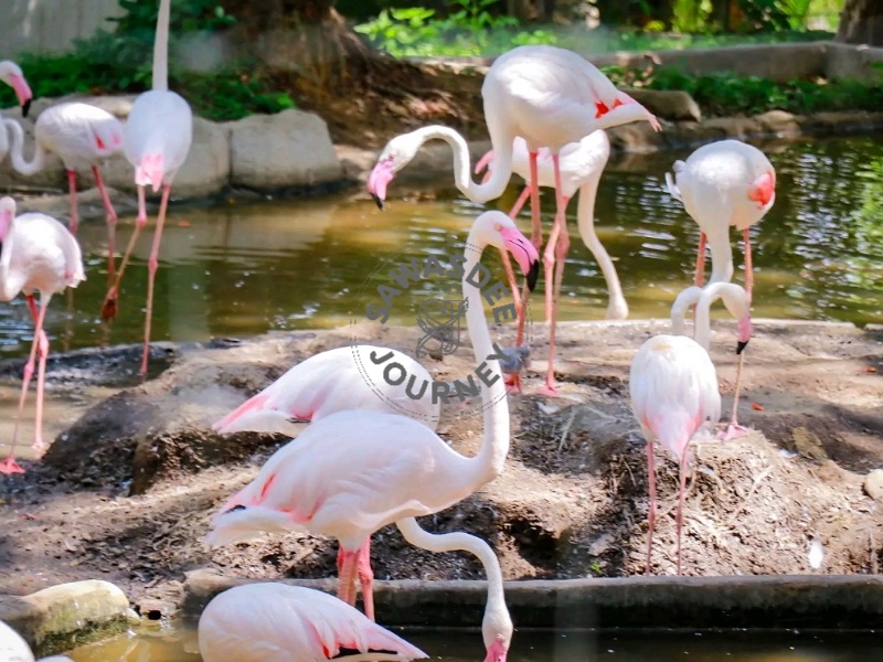 Safari World & Marine Park Bangkok – Exclusive Private Experience