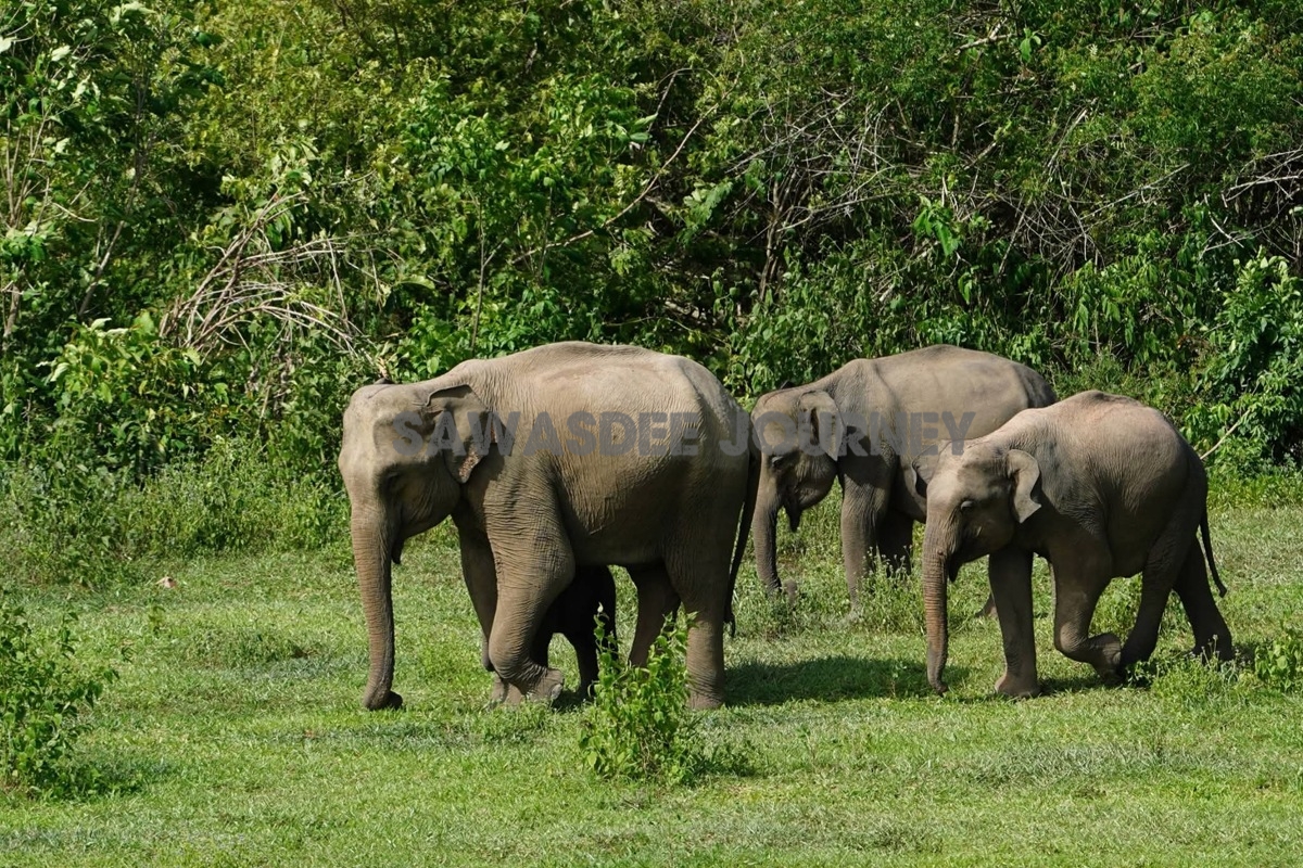 Kui Buri National Park Wildlife Safari & Elephant Watching Tour